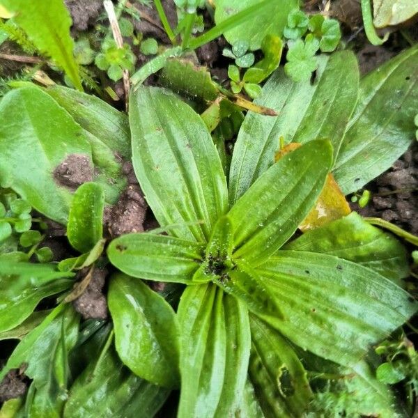 Plantago media Buveinė