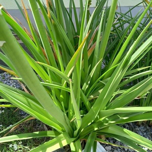 Kniphofia uvaria Levél