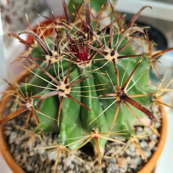 Ferocactus emoryi Ліст