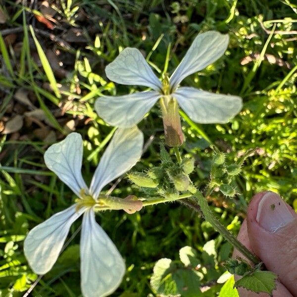 Eruca sativa Blüte