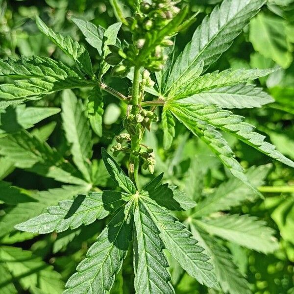 Cannabis sativa برگ