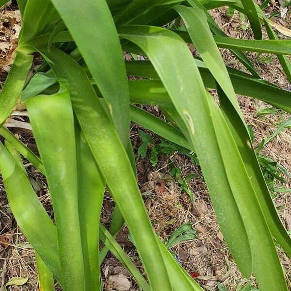 Agapanthus praecox List