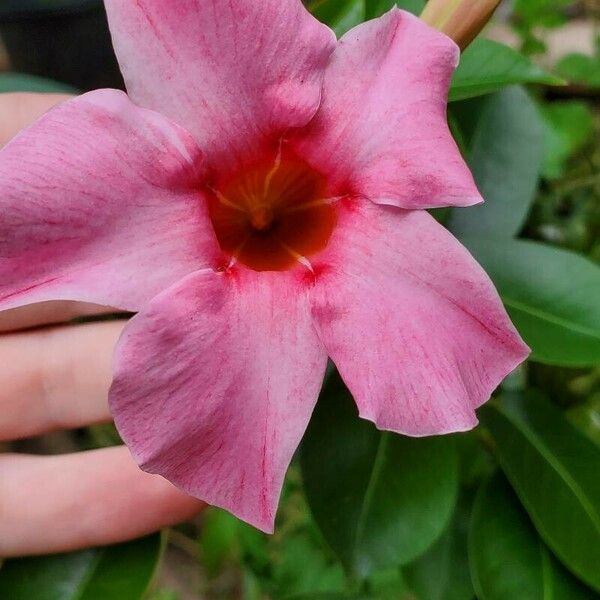 Mandevilla laxa Cvet