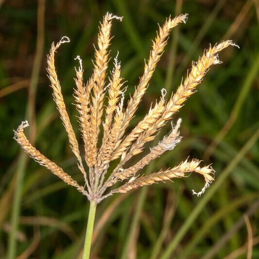 Chloris gayana Frutto