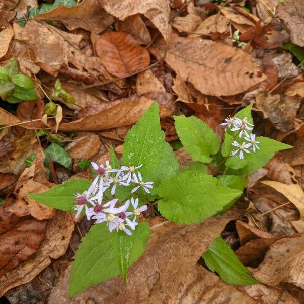 Symphyotrichum cordifolium Blomma