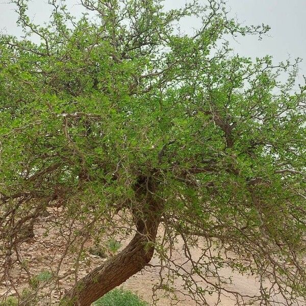 Vachellia etbaica Leaf