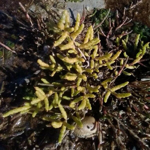 Salicornia europaea Yaprak