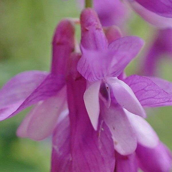 Vicia tenuifolia Flower