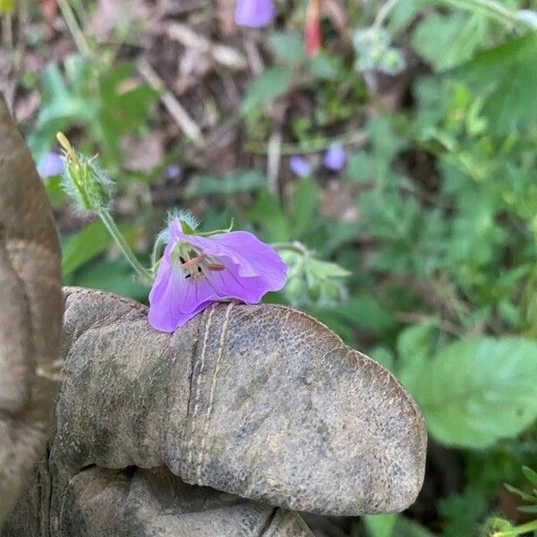 Geranium maculatum Квітка