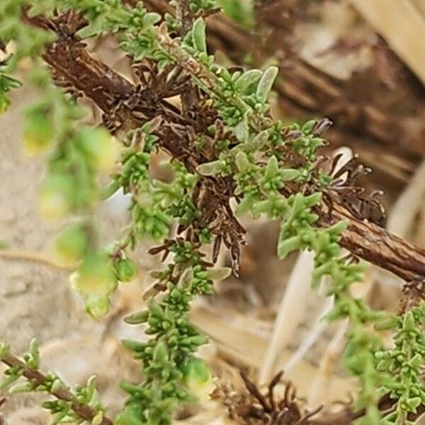 Artemisia scoparia Fuelha