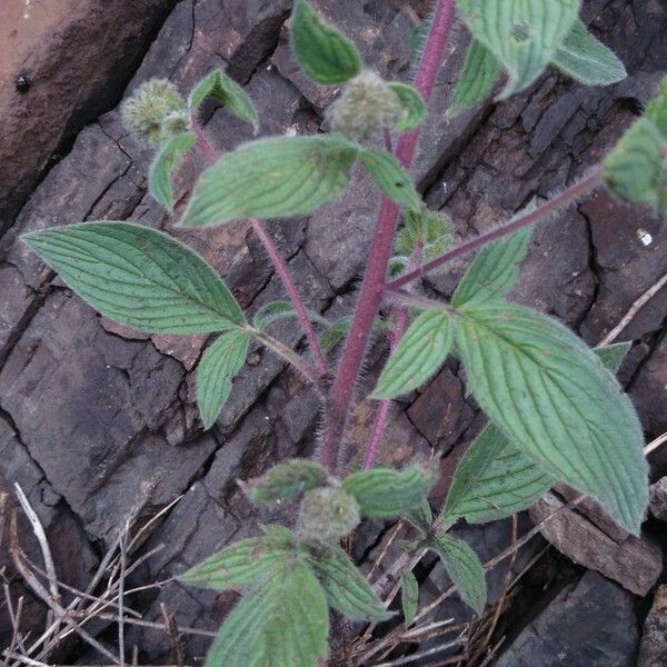 Phacelia heterophylla عادت