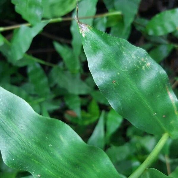 Oplismenus undulatifolius Leaf