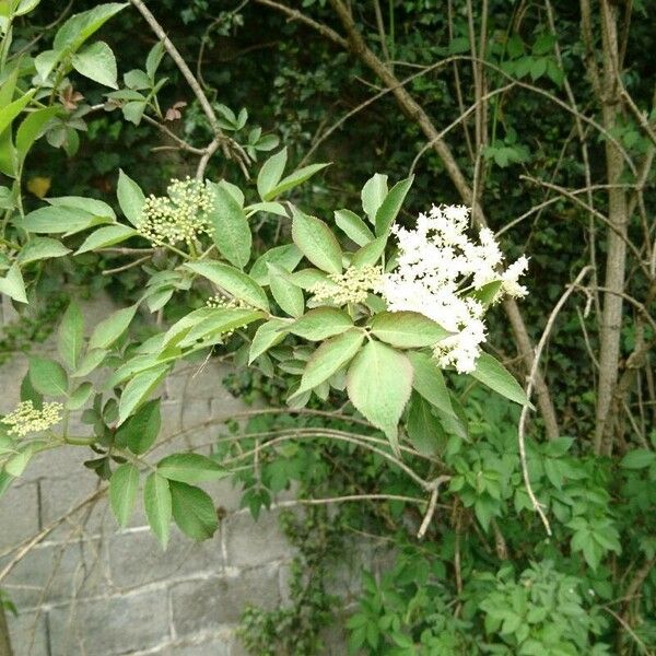 Sambucus canadensis 花