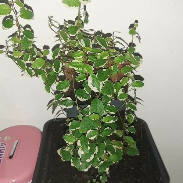 Ficus pumila Blad