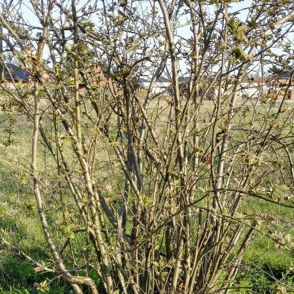 Cotoneaster bullatus Habitus