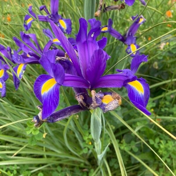 Iris xiphium 花