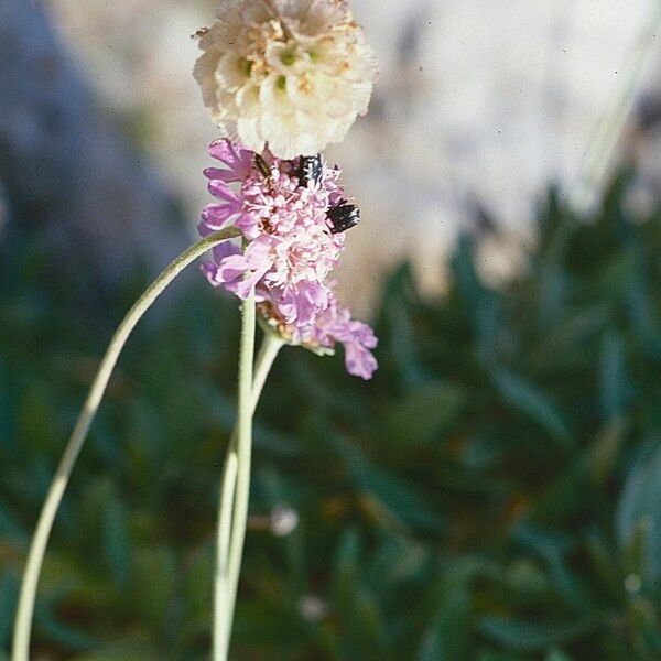 Lomelosia cretica Blomma