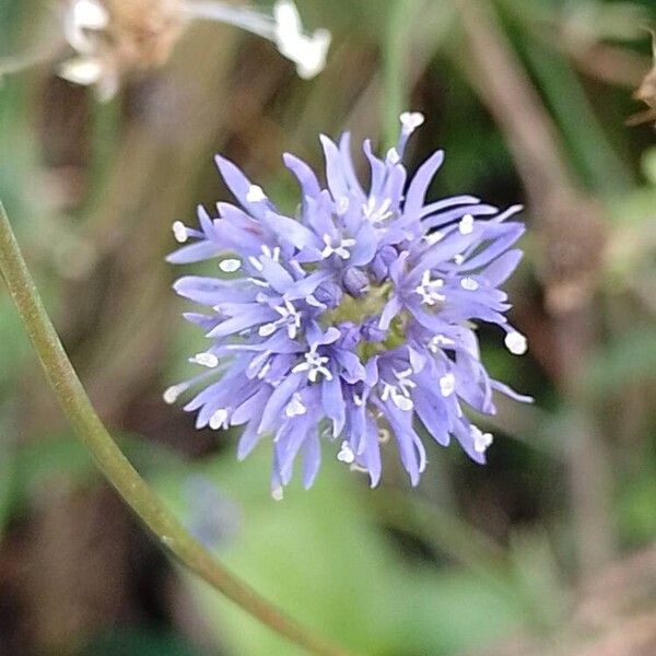 Jasione montana Flor