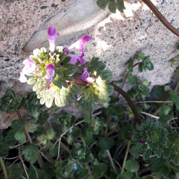 Lamium amplexicaule Blodyn