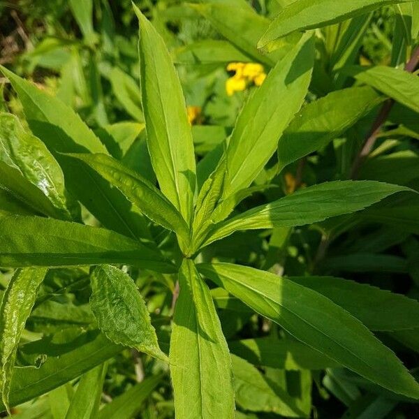 Solidago gigantea Ліст