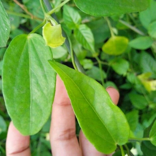 Thunbergia laevis Leaf