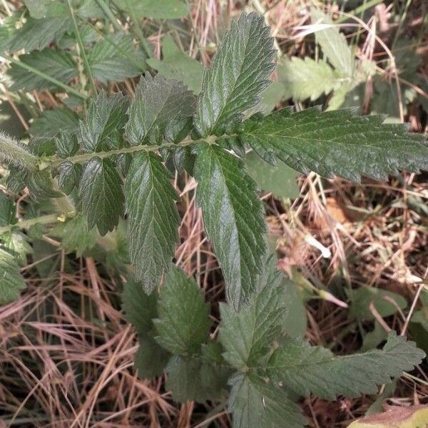 Agrimonia eupatoria Leaf