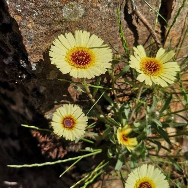 Tolpis umbellata Цветок