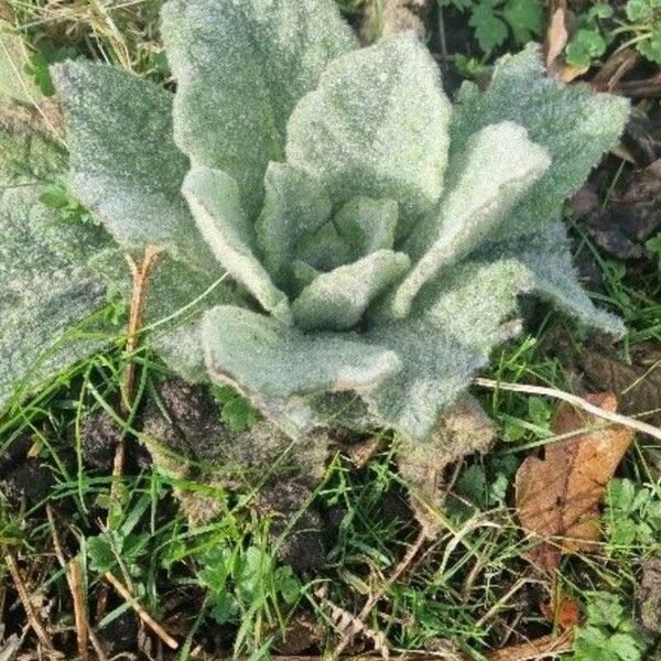 Verbascum boerhavii Leaf