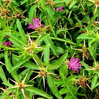 Centaurea calcitrapa Fleur