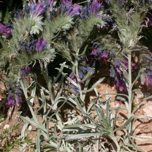 Echium albicans Hábito