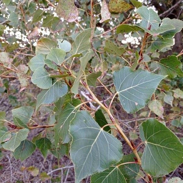 Populus nigra Levél