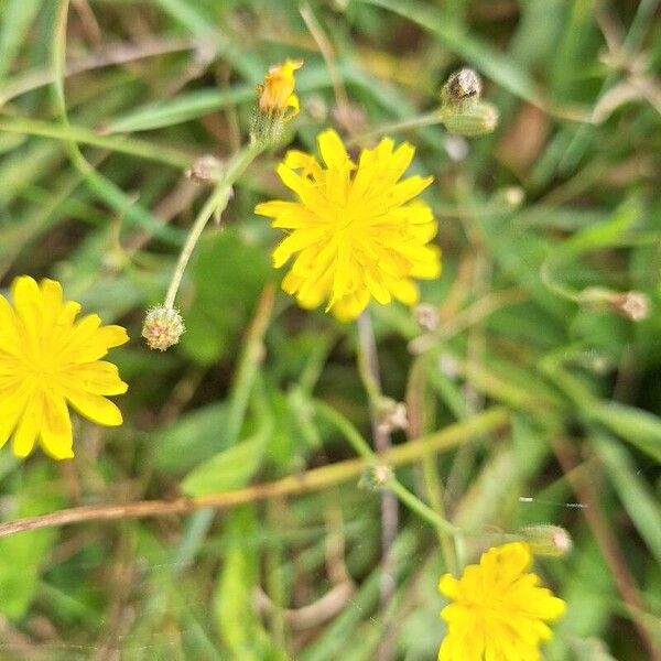 Crepis micrantha Flower