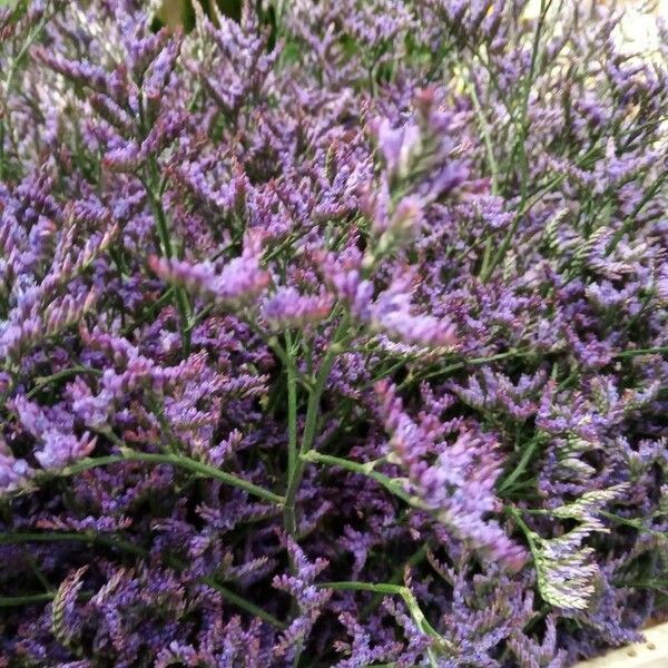 Limonium vulgare Blüte