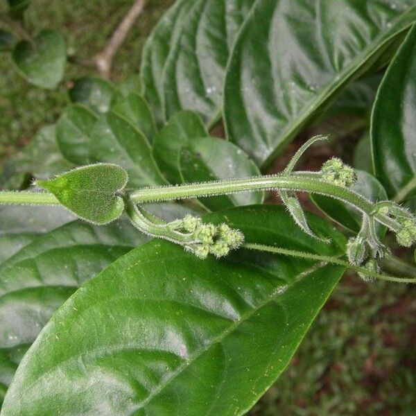 Sicydium tamnifolium Outro