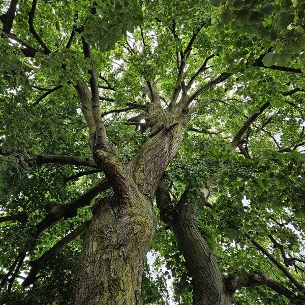 Tilia tomentosa Alkat (teljes növény)