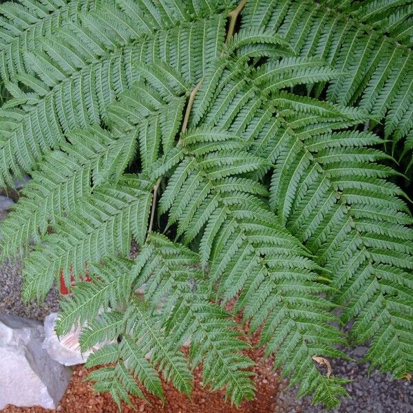 Pteris tremula Altro