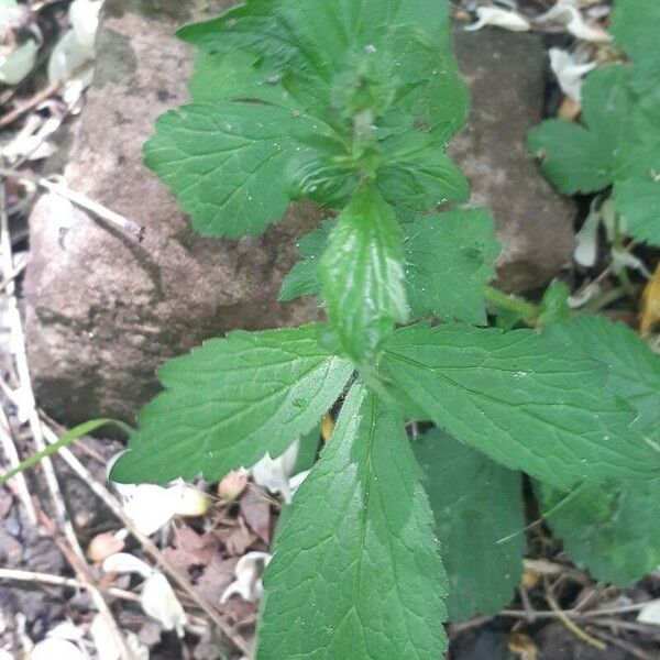 Geum laciniatum ഇല