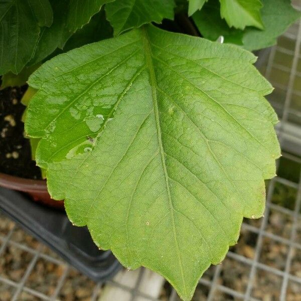 Dahlia pinnata Leaf