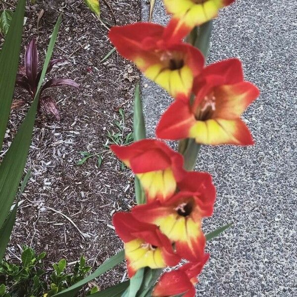 Gladiolus dalenii Folla