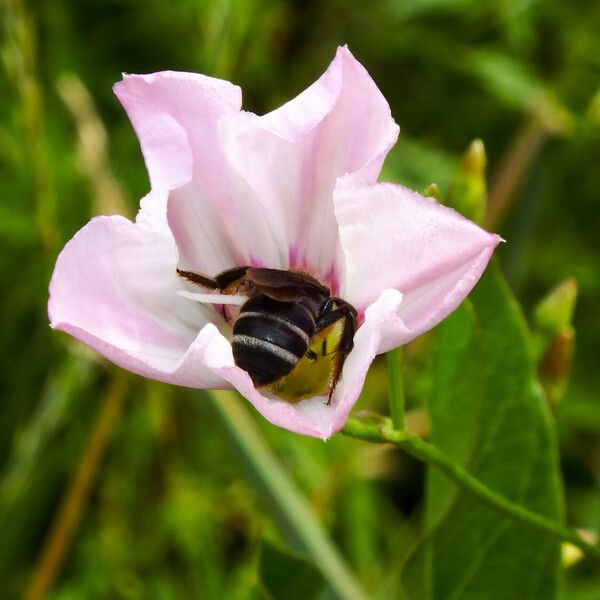 Convolvulus arvensis Blomma