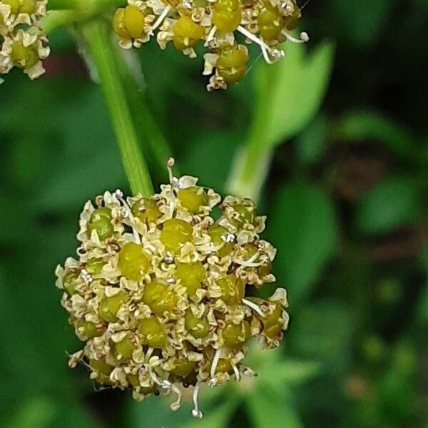 Levisticum officinale പുഷ്പം