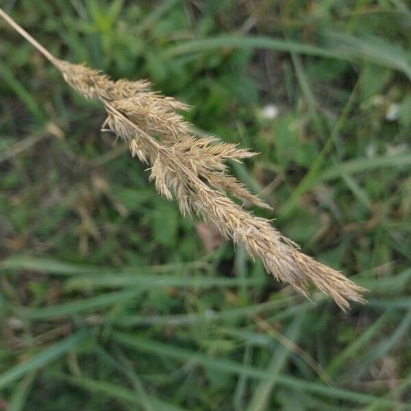 Calamagrostis epigejos Hedelmä