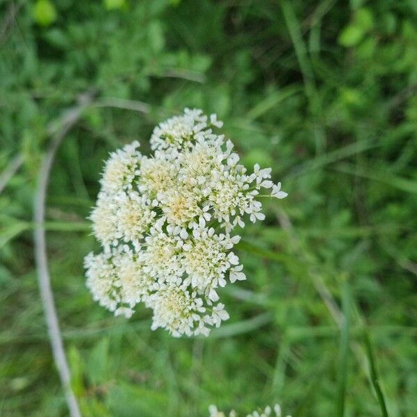 Oenanthe pimpinelloides Λουλούδι