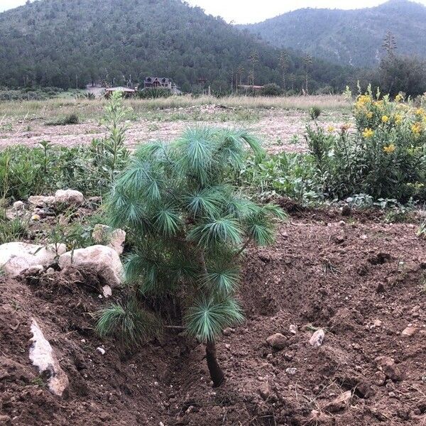 Pinus maximartinezii Levél