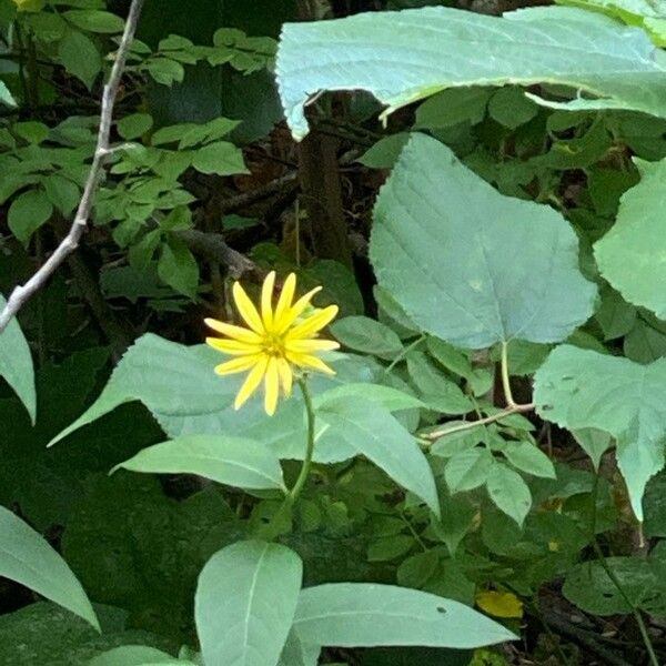 Arnica cordifolia 葉