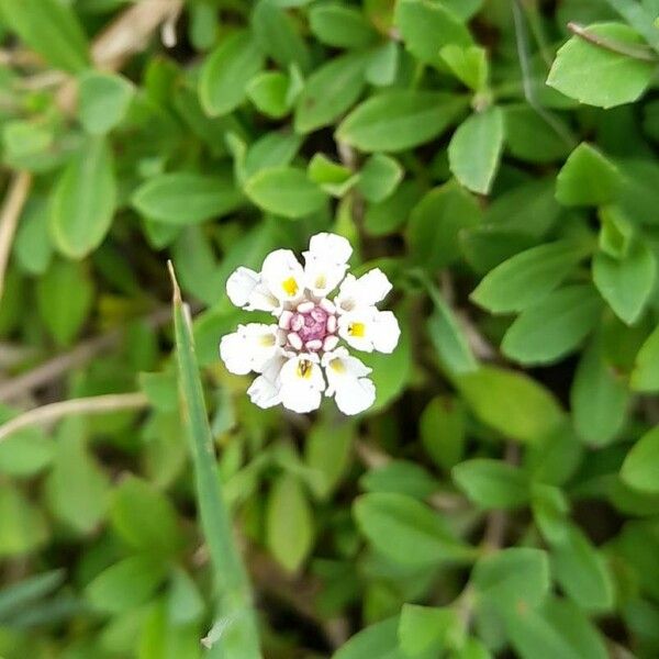 Phyla nodiflora Цвят