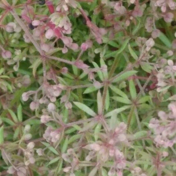 Galium parisiense Leaf