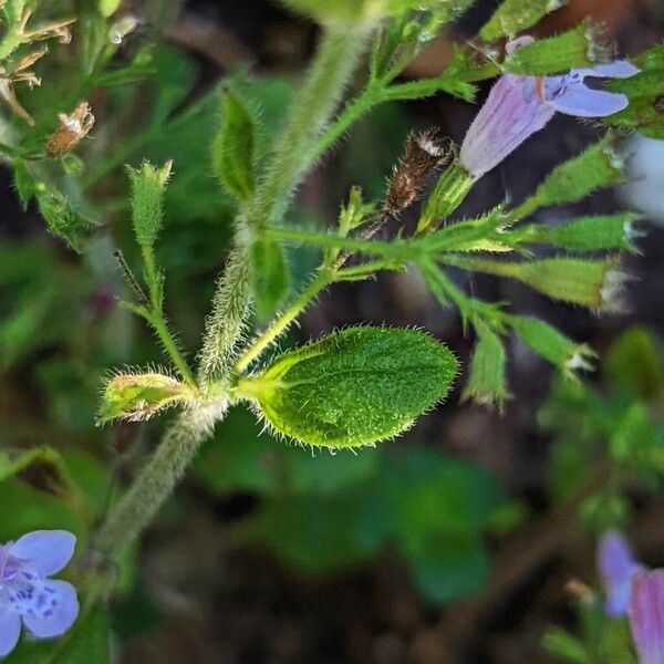 Clinopodium nepeta Frunză