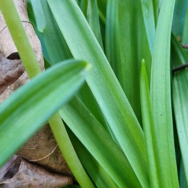 Hyacinthoides non-scripta Hostoa