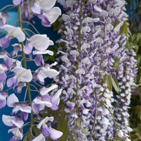 Wisteria sinensis Kukka